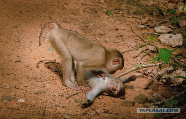 Финалисты ежегодной премии Comedy Wildlife Photography Awards