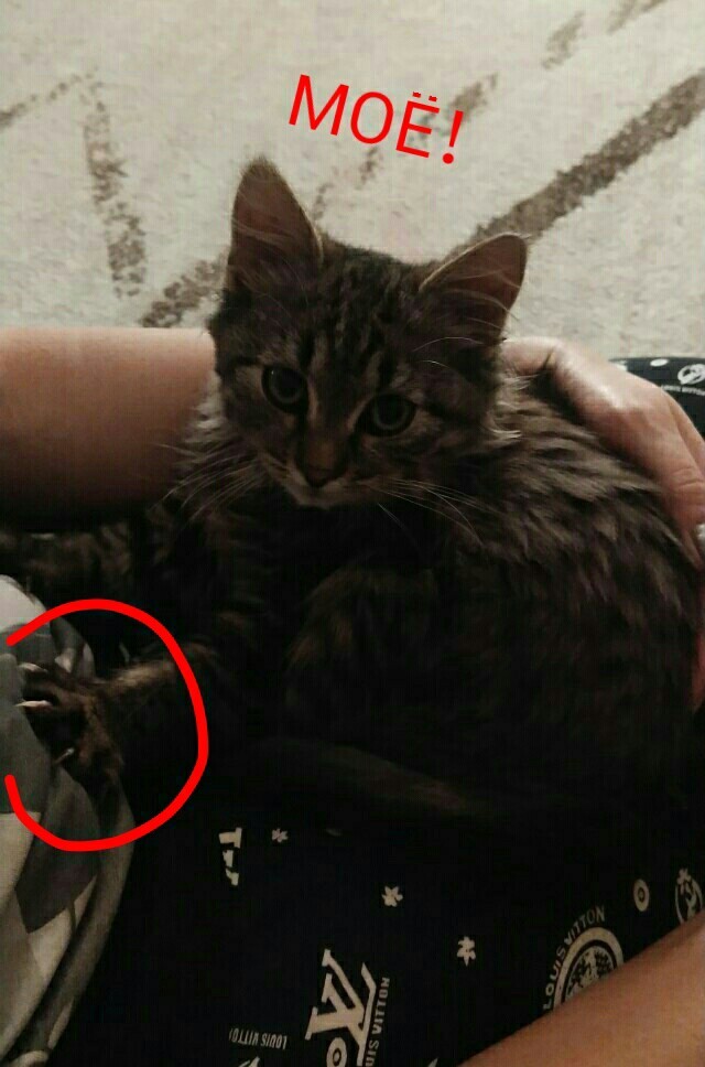 Найдёныш кошачий