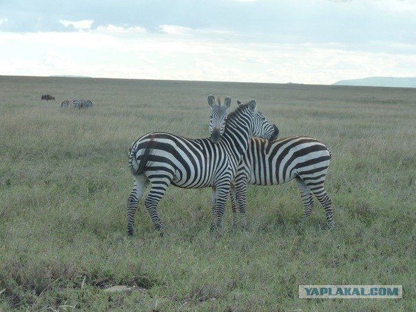 AFRICA - (Эфиопия,Кения,Танзация) 4-16 ноября 2011