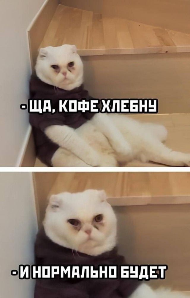 К-котовторник.