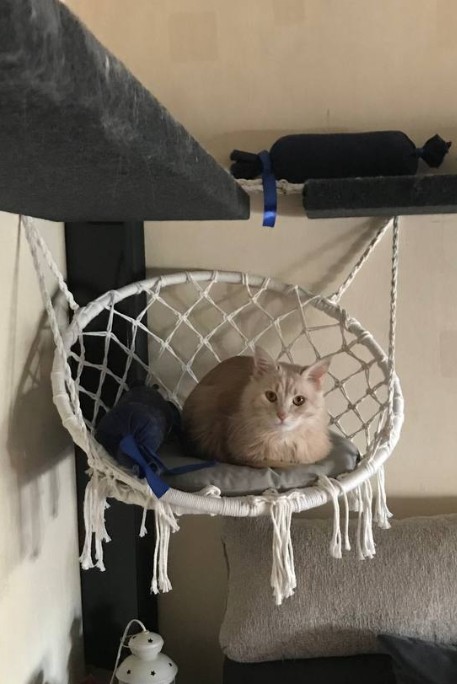 гамак котам, на окно.