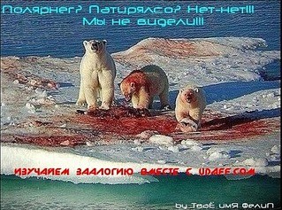 Продолжение "Медведи на Горном Алтае "