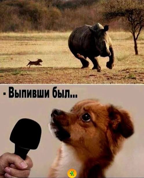 Во двор дома забрёл медведь. Но собака вышла и навела порядок