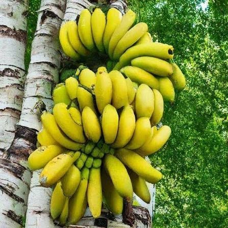Лошадь впервые пробует банан