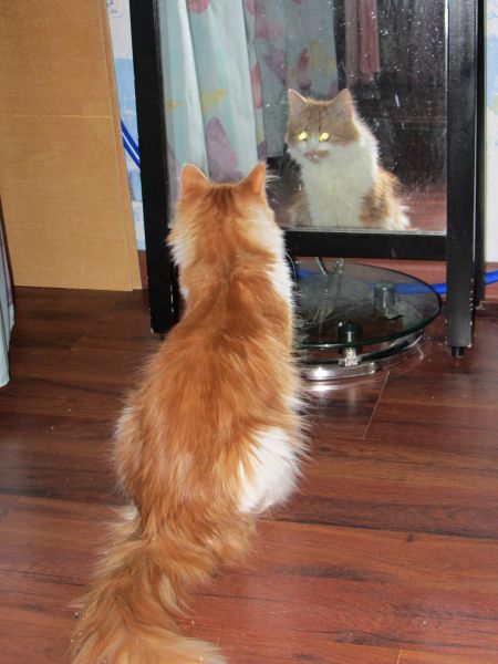 Котовторник 22.10.2013