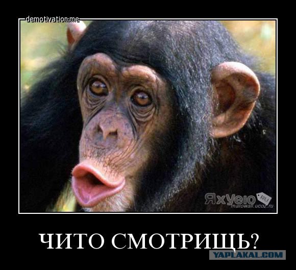 Что смотришь?