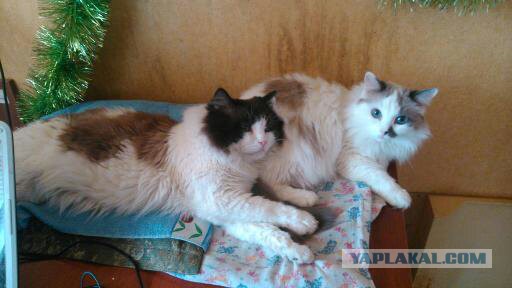 Котовторник 04.03.2014