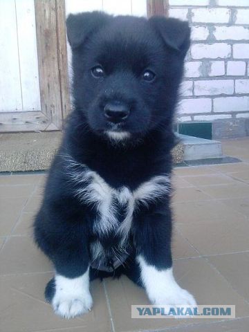 Щенок