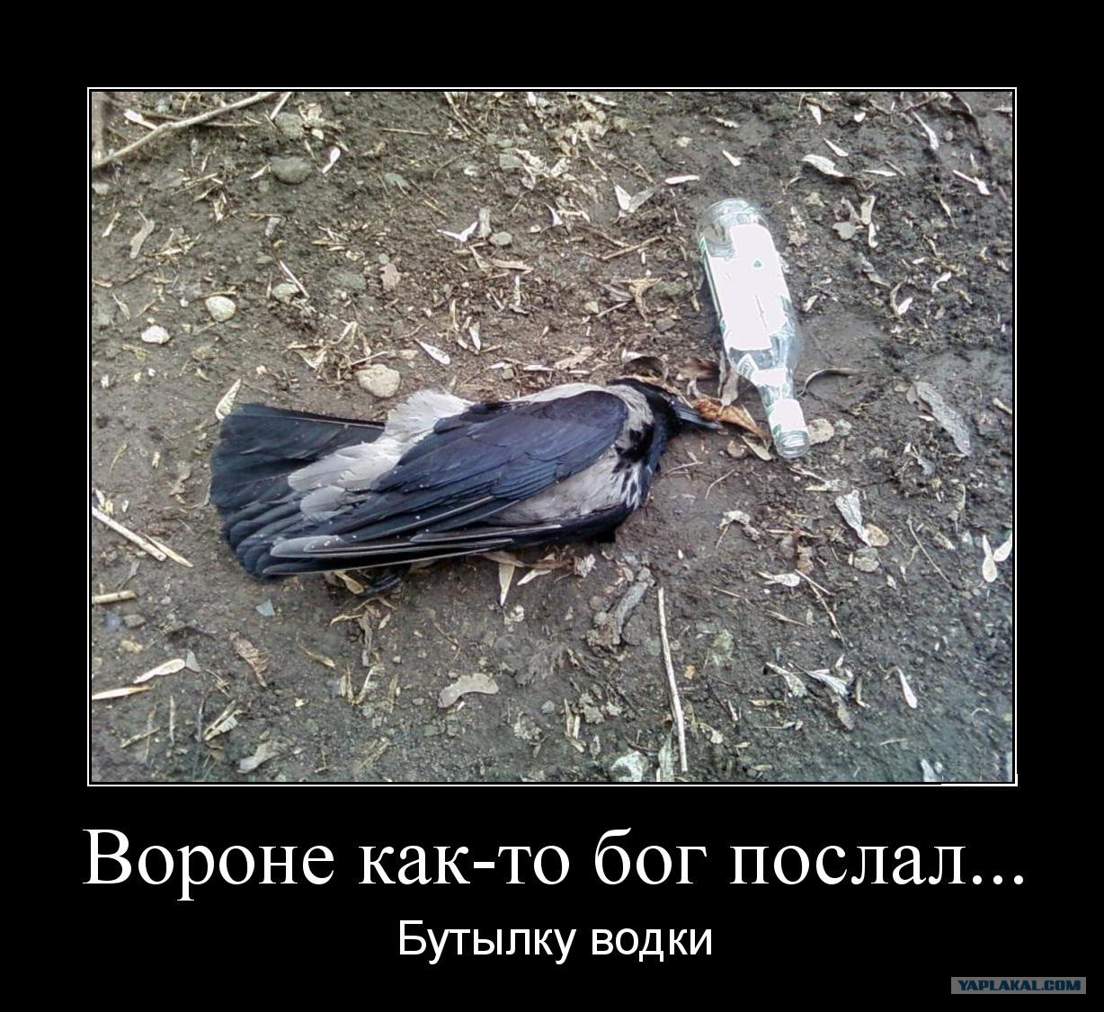 Смешной Вороны