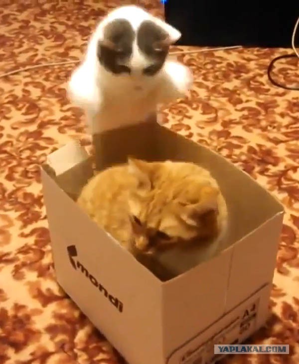 Жестокая битва за коробку