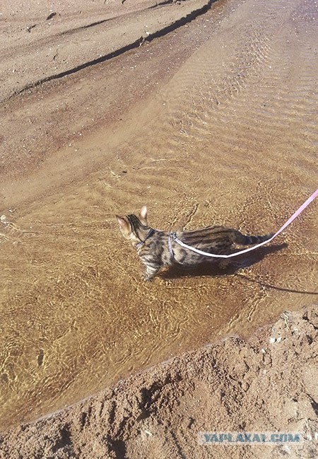 Котовторник