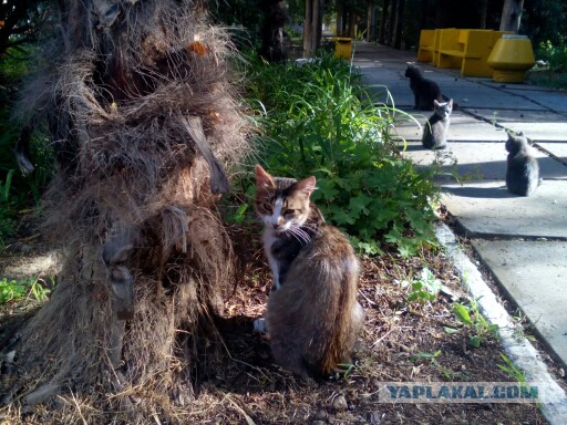 Котовторник  21.07.2015