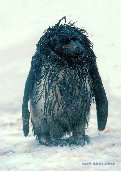 Дружба рыбы и обезьяны...