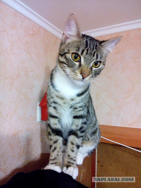 Котовторник  01.03.2016