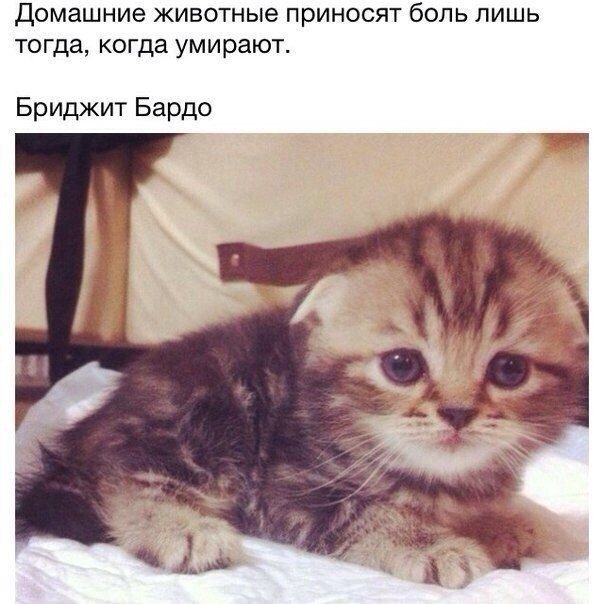 Мохнатые беспредельщики