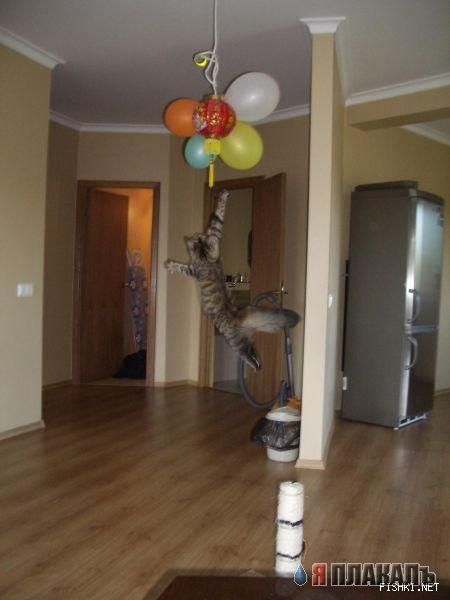 А вот и котовторник!