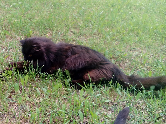 Котовторник 12.07.2016