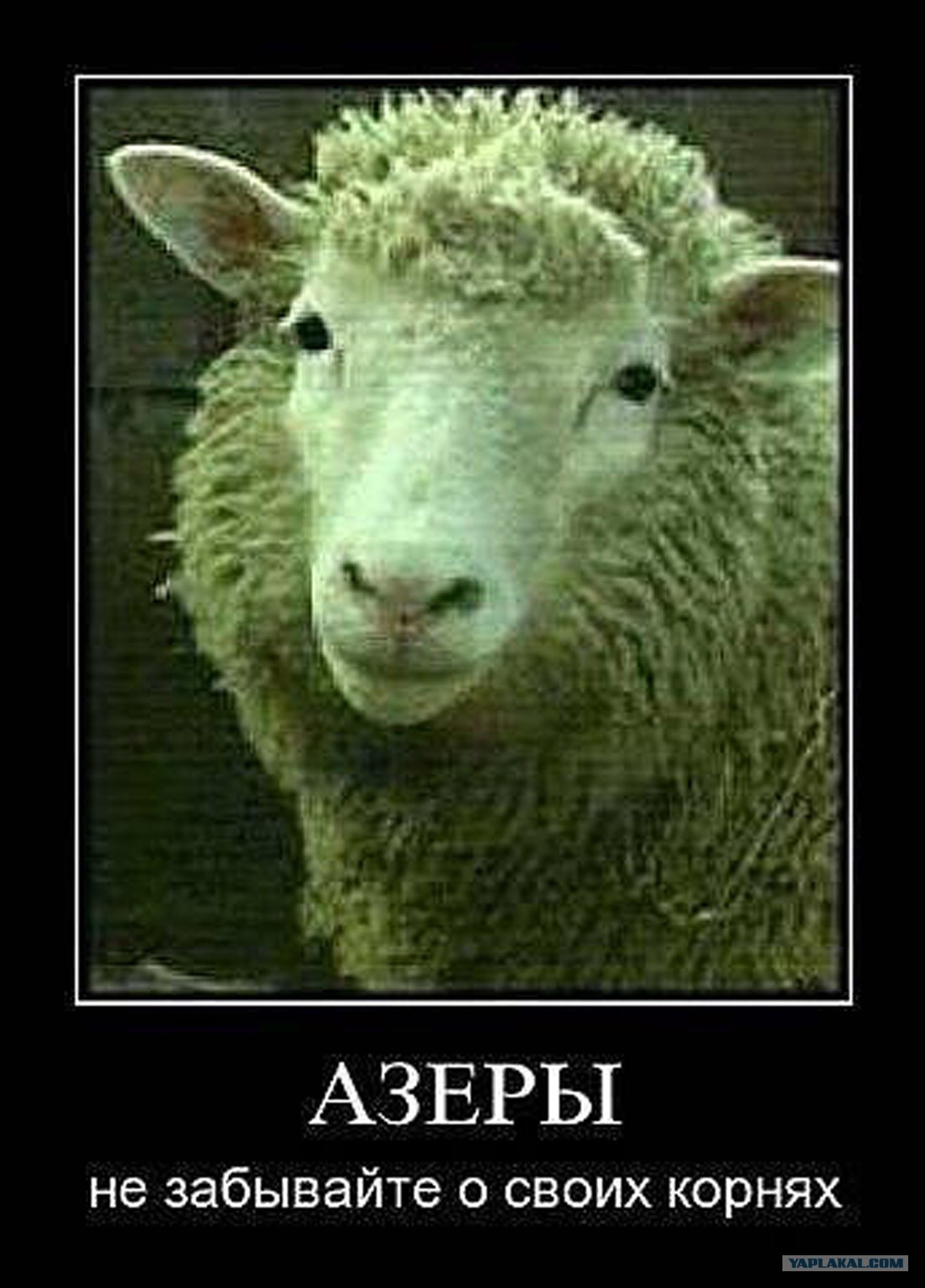 Алиев баран