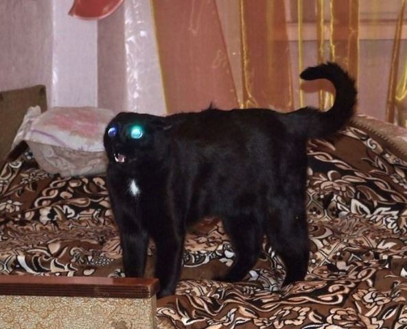 Коты из сети