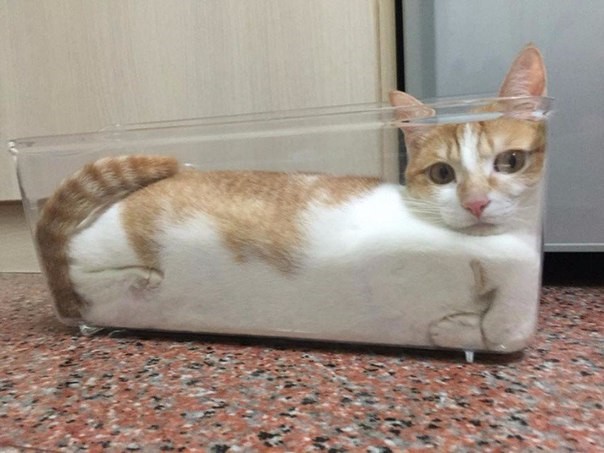 Коты и Кошки