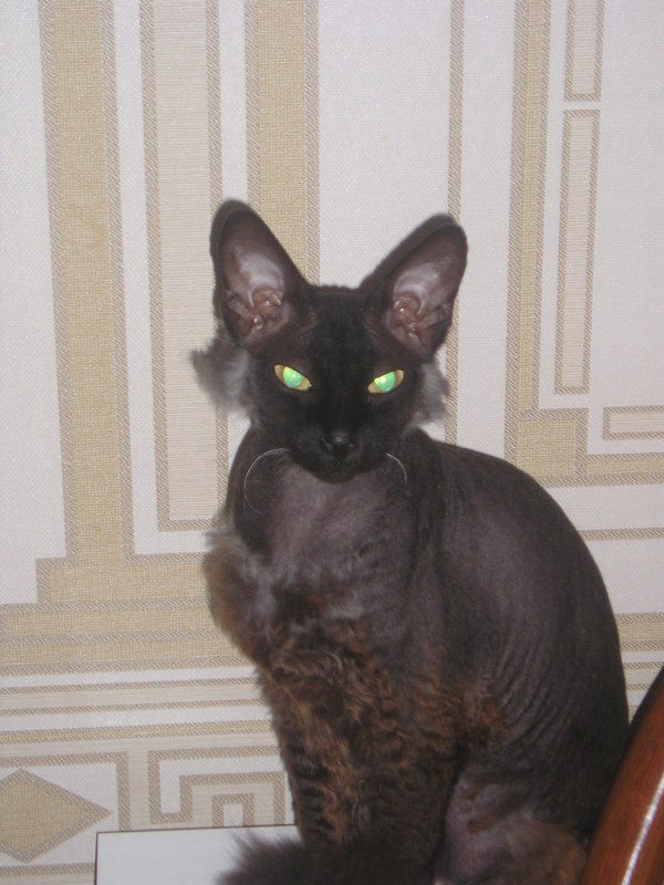 Коты и Кошки