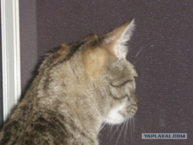 Котовторник на ЯПлакалъ! От числа 09.09.08