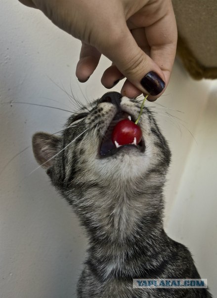 Котовторник (28.02.2012)