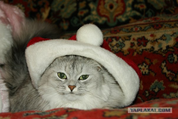 Новогодний Котовторник 01.01.2013