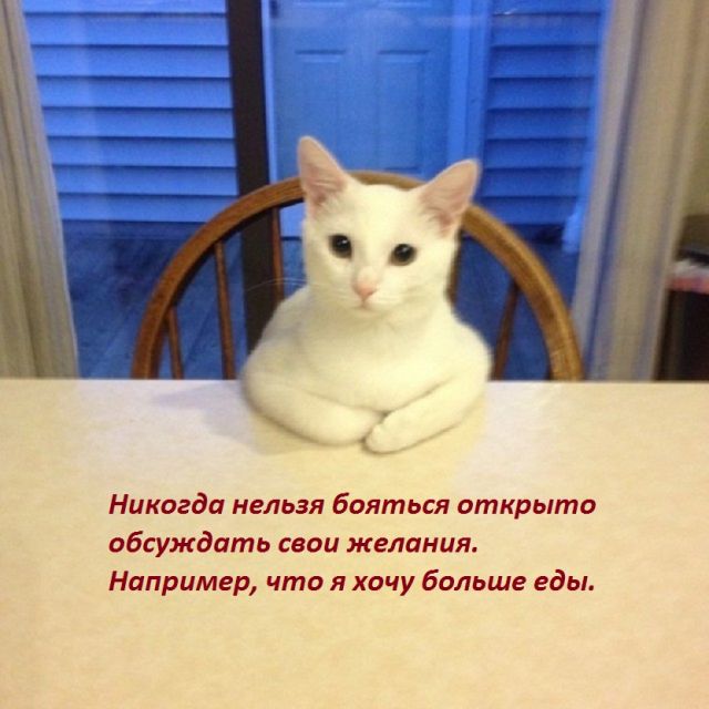 Котокартинки и котобуквы