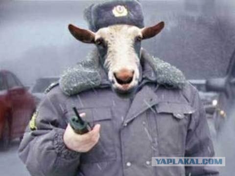 Рейтинг лучших ГАИшников Украины