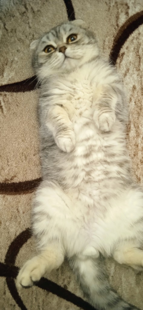 Котовторнику посвящается