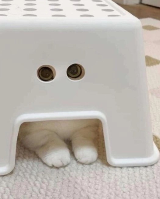Мой котовторник..