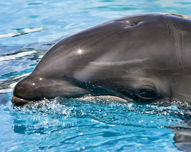 Результат секса косаток с дельфинами. Знакомьтесь: вельфин — гибрид  дельфина и кита