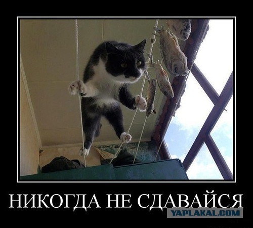 Жить захочешь, не так раскорячишься!