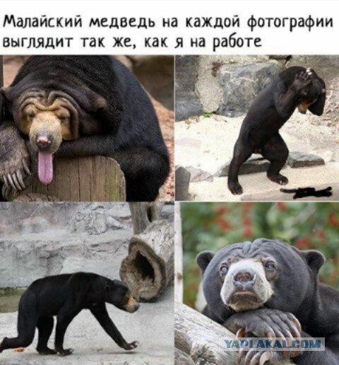 Веселые картики во вторник 29.10