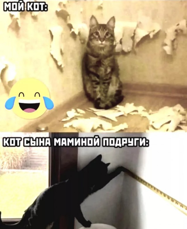 К котовторнику: подборка картинок-баянов с котиками и про котиков. Выпуск 12