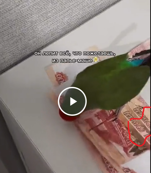 Перья из пятитысячных купюр сделал себе попугай — его хозяева просто оставили наличку на комоде