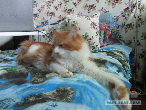 Котовторник 23.07.2013