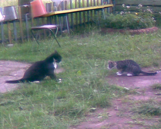 Котовторник  10.12.2013