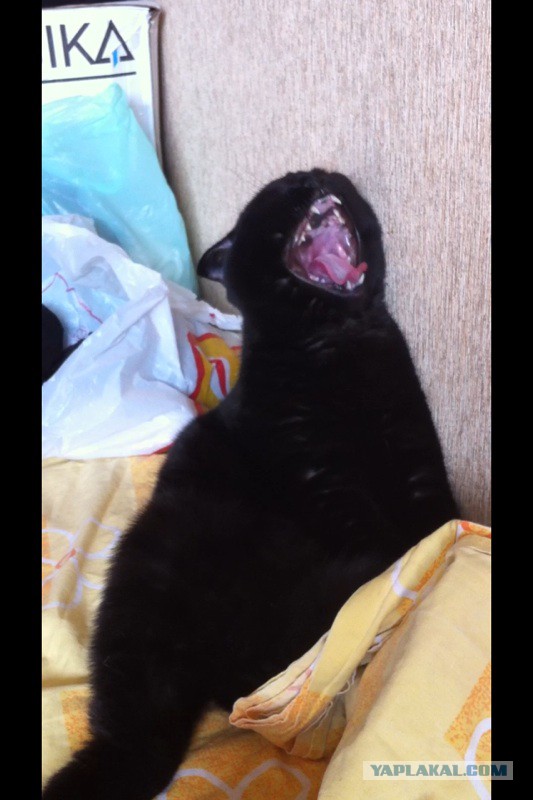 А у тебя есть фото твоей зевающей котейки ?