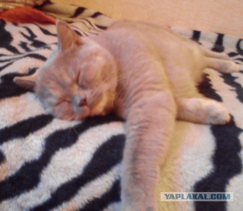 Котовторник 28.10.2014