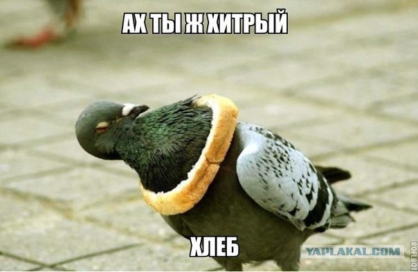 Комментарии из соцсетей, картинки