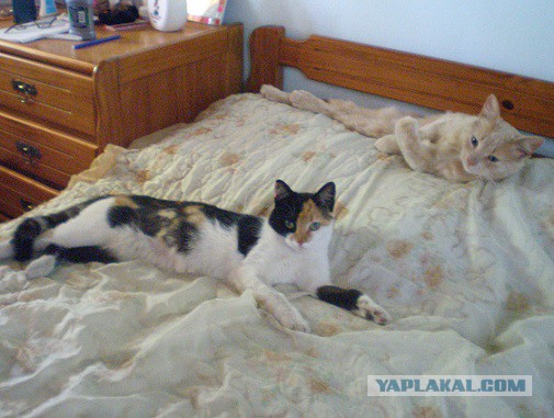 Котовторник 11.11.2014