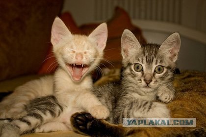 Напомнило всех постящих рожи.