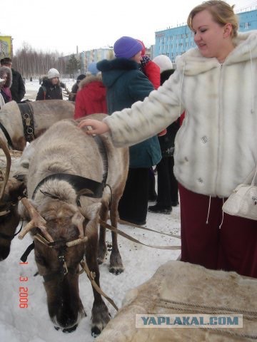 Так вот ты какой, северный олень!