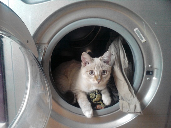 Котовторник  01.03.2016