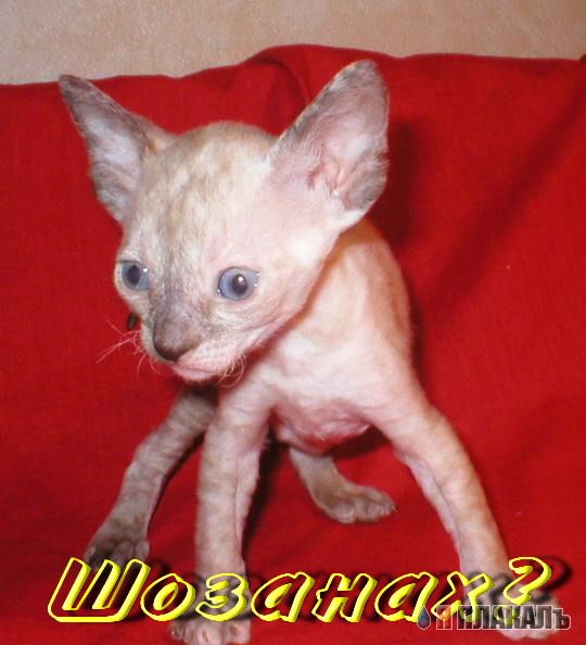 А вот и котовторник!