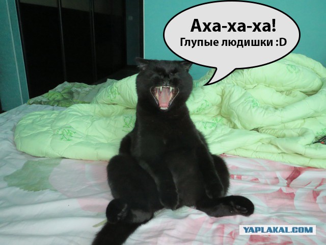 Купил котам корм в виде желе