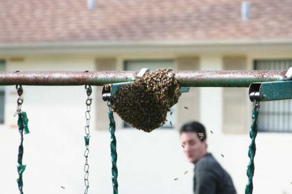 Как экстемально убить пчел :)