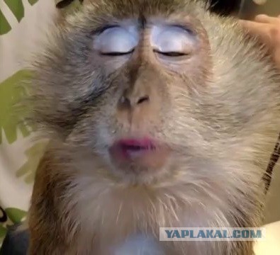 Пошло не по плану